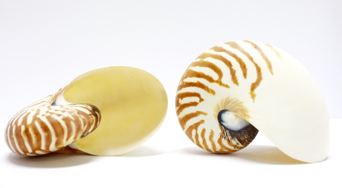 Nautillus shell